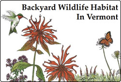 Backyard Wildlife Habitat in VT