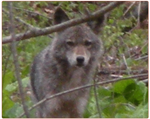 coyote in the woods facing head-on