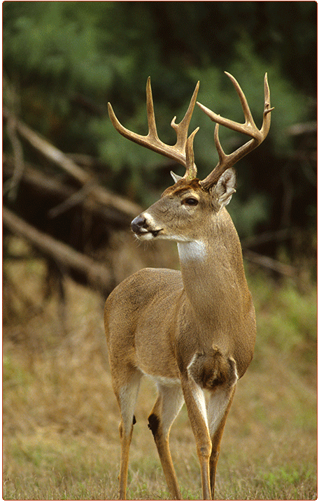 large white-tailed buck with massive antlers
