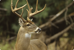 white-tailed buck profile