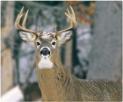 White-tailed Deer