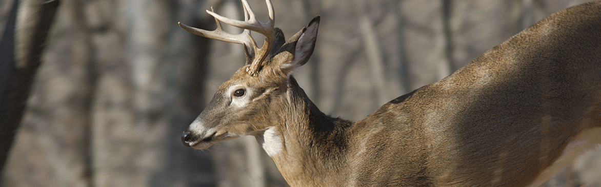 running buck