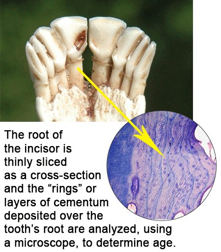 deer incisors and cross-section of root