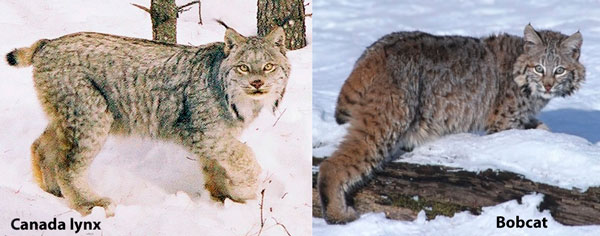 Difference between canadian lynx and bobcat