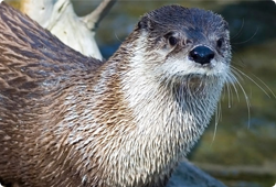 otter