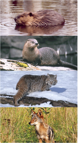 beaver, otter, bobcat and coyote