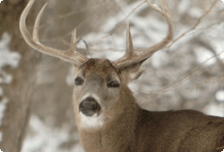white-tailed deer in winter