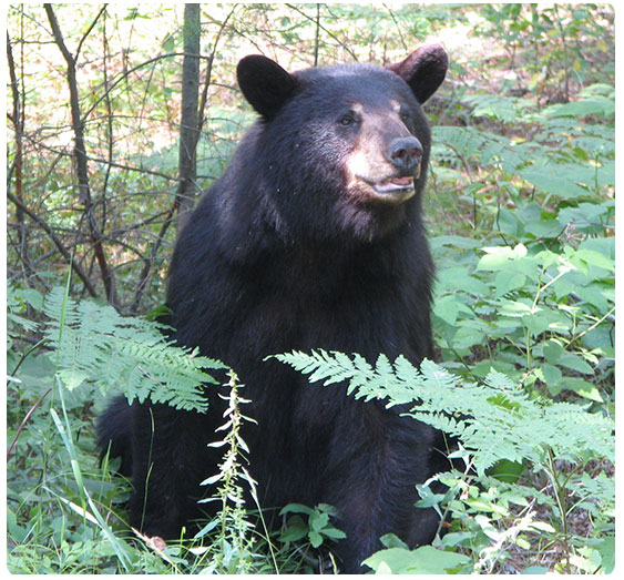 black bear sitting in woods
