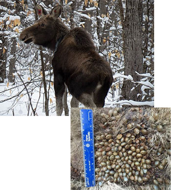 live moose and winter ticks
