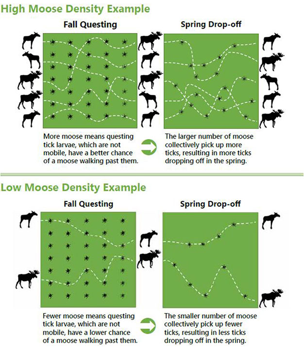 moose density and tick abundance