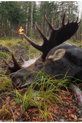 moose hunter coming up on their harvest