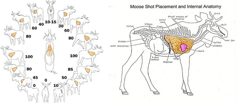 illustration of shot placement