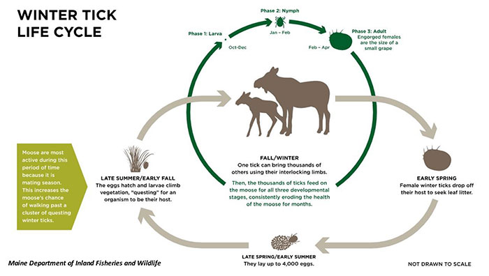 winter tick life cycle