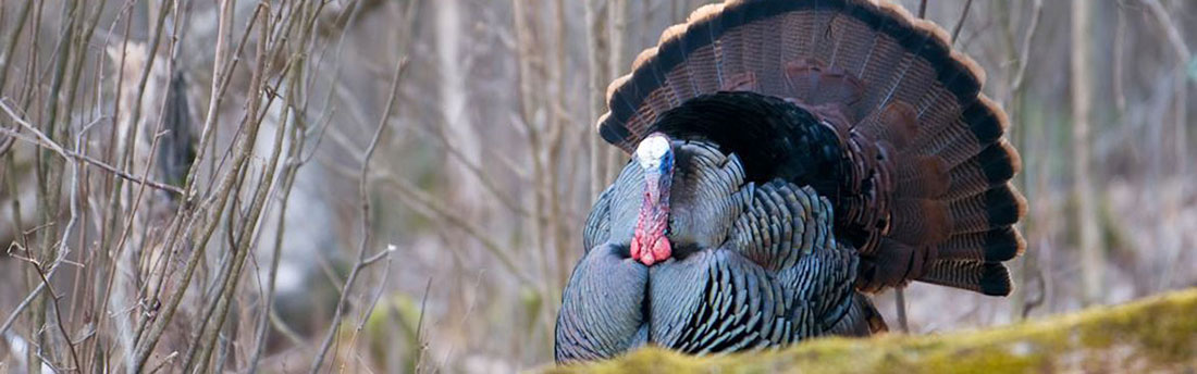 Hunting in North America: Big Game, Small Game, Upland Birds, Waterfowl, Wild Turkey [Book]