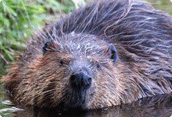 Beaver