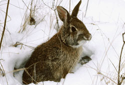 Snowshoe Hare