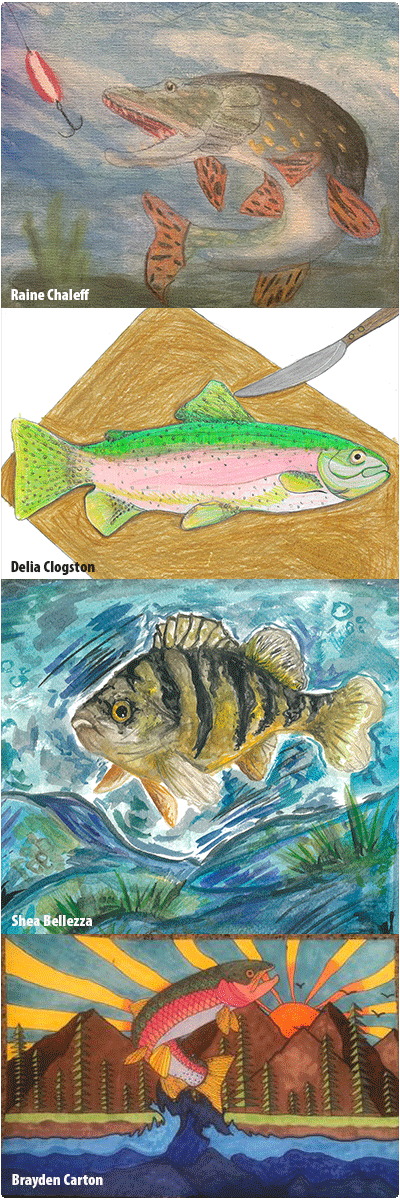 artwork of four fish species