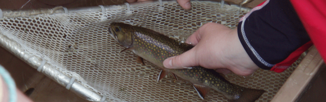 Brook trout in a net
