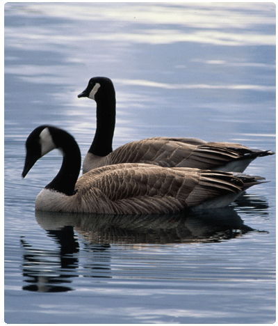 two Canada geese swimming
