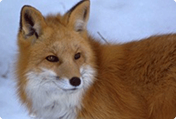 red fox