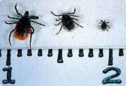 life stages of deer tick