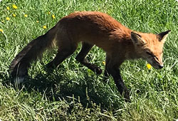 red fox with mange