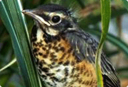 immature robin