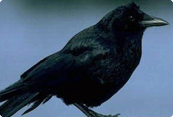 crow