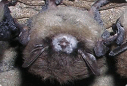 bat with whit nose syndrome