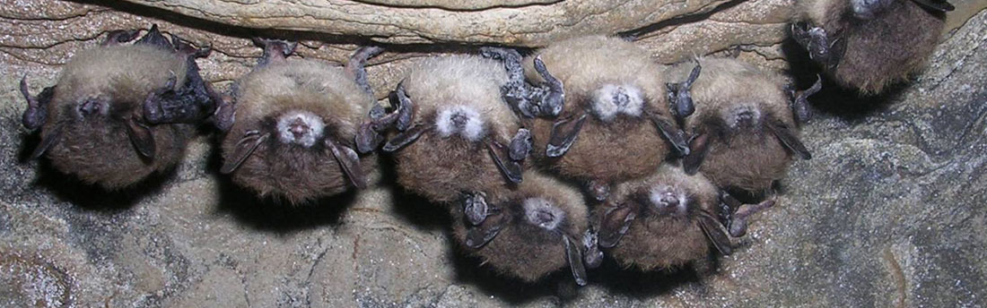 cluster of bats with white nose syndrome