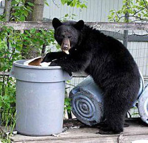 Bear in trash can