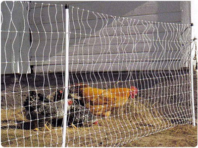 chickens behind a net electric fence