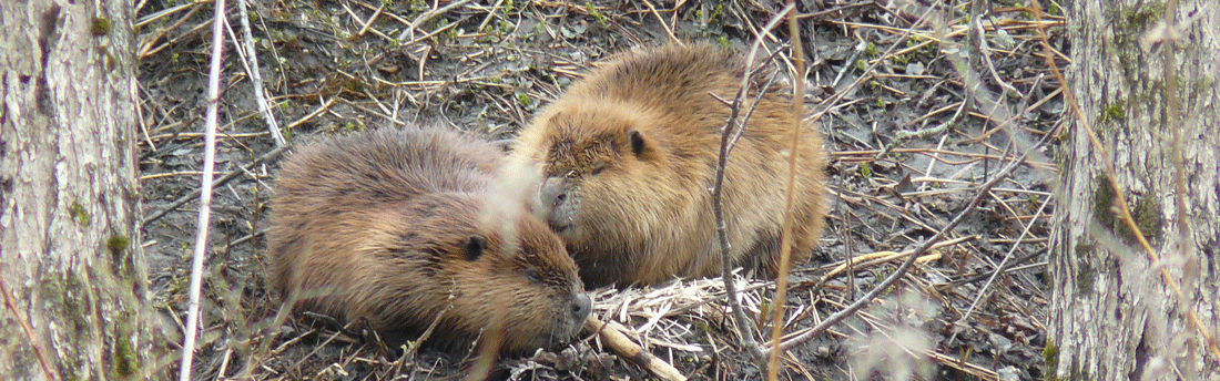 two beavers