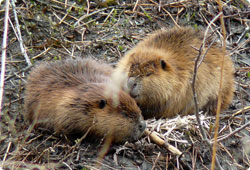 Two beavers