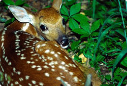 deer fawn