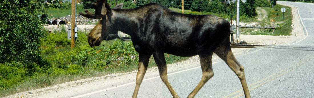 moose crossing a road