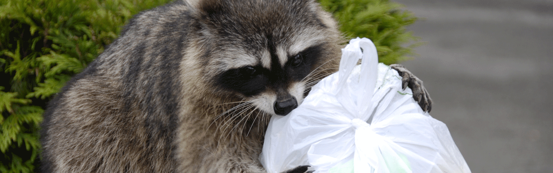 raccoon in the garbage