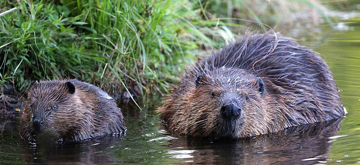 new york animal beaver