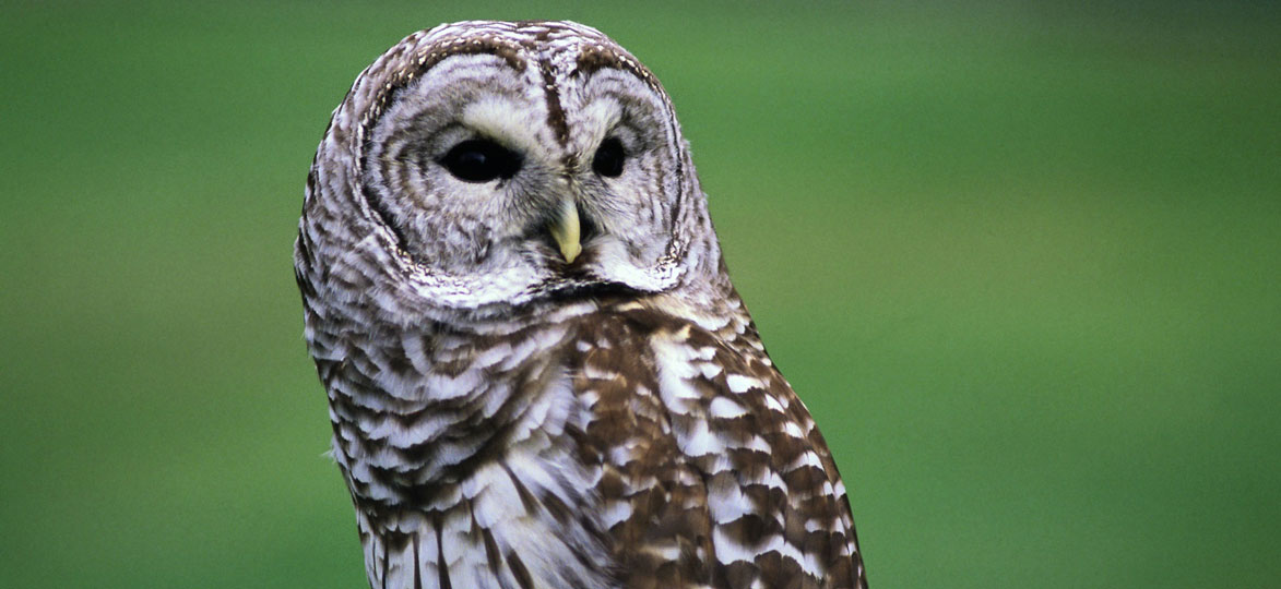 barred owl