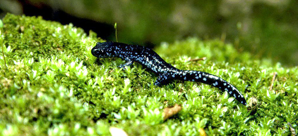 Blue-Spotted Salamander