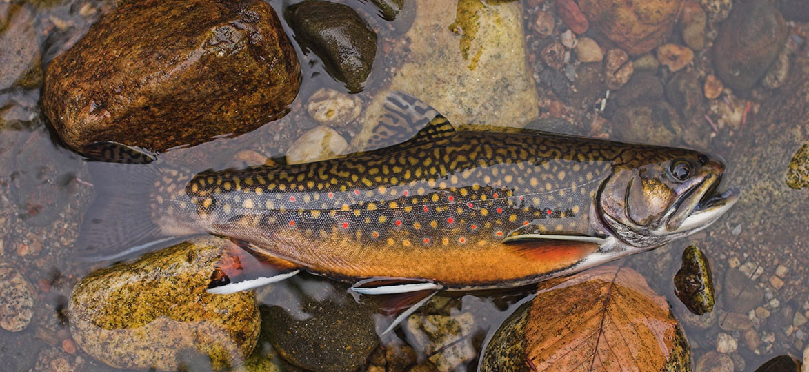 A brook trout laying in shallow water with a fall colored leaf