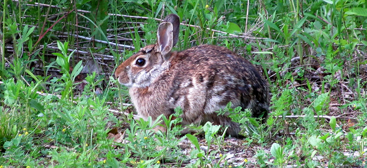 Where do bunnies live in the forest