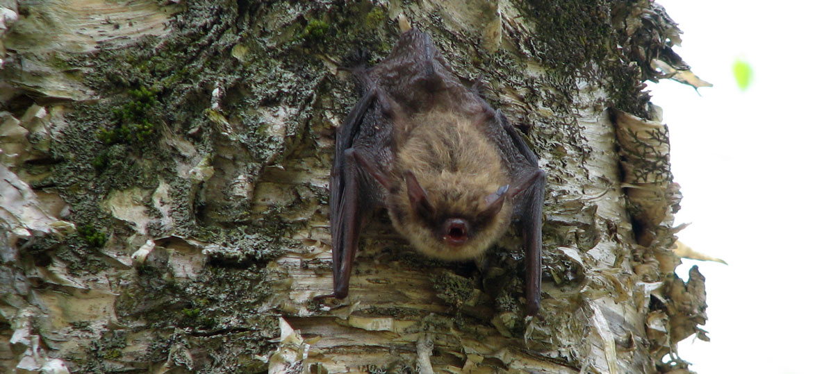 little brown bat habitat