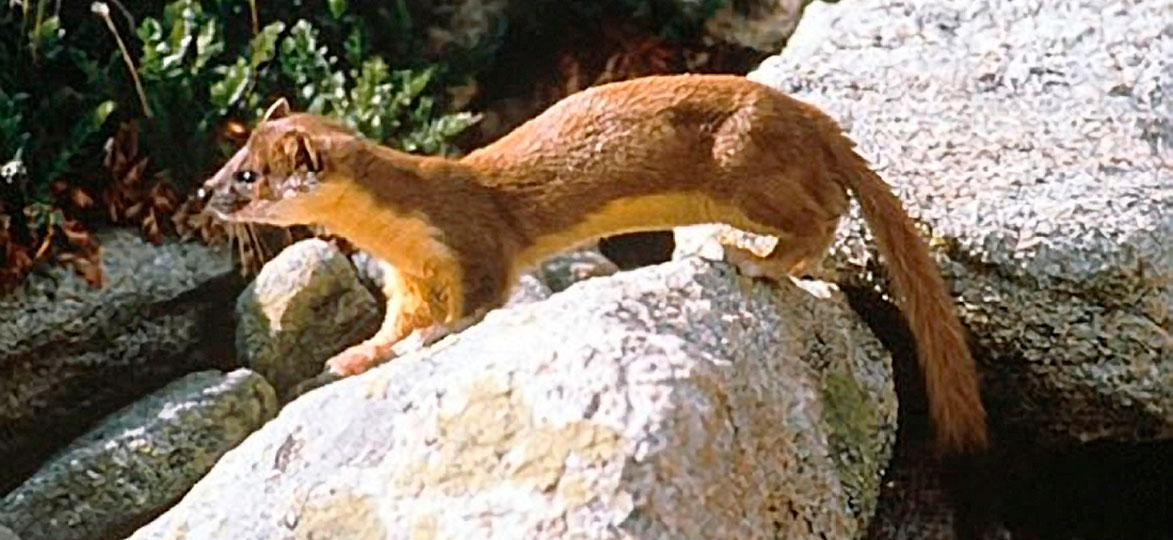 Long-Tailed Weasel | Vermont Fish & Wildlife Department
