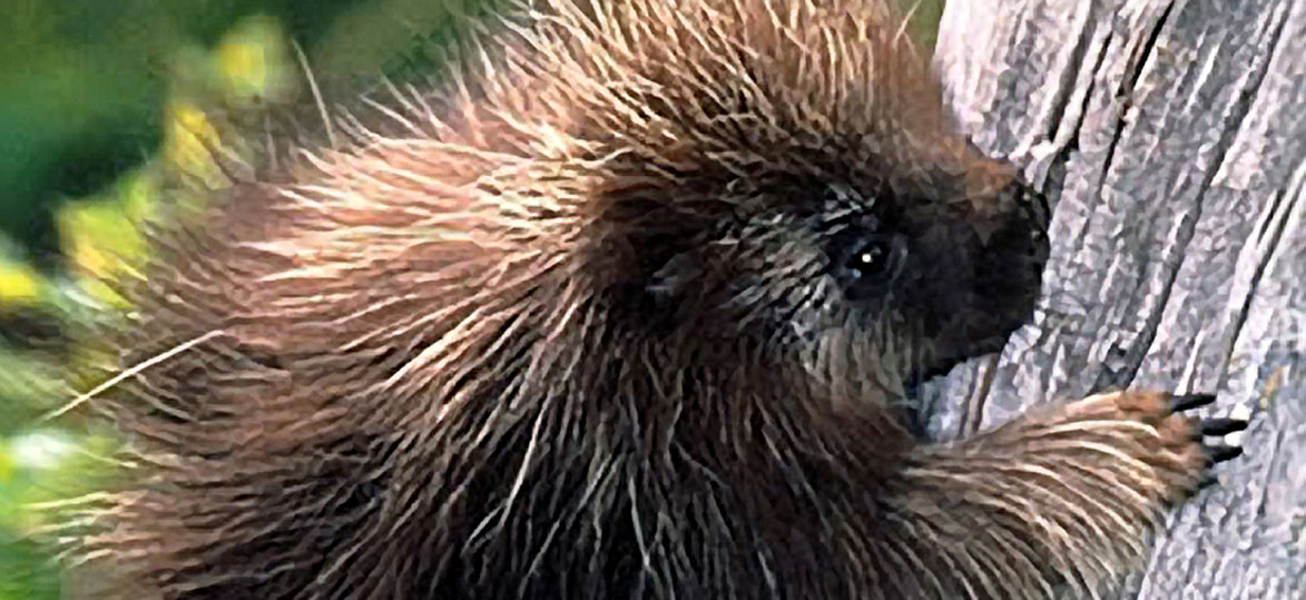 Porcupine