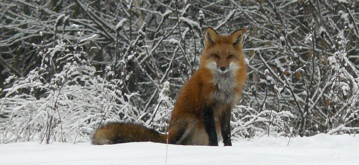 red fox habitat for kids Red fox habitat