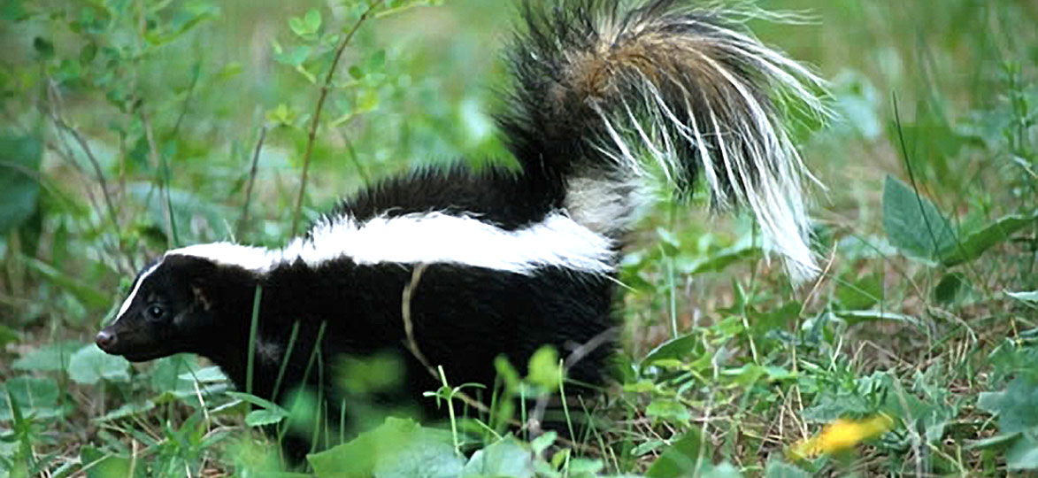 Striped Skunk | Vermont Fish & Wildlife Department