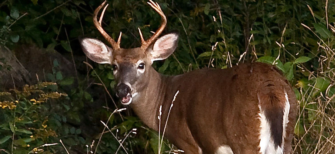 white tailed deer scientific name