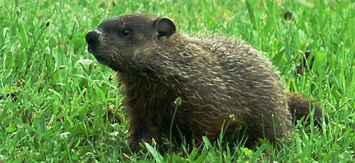 woodchuck vs groundhog