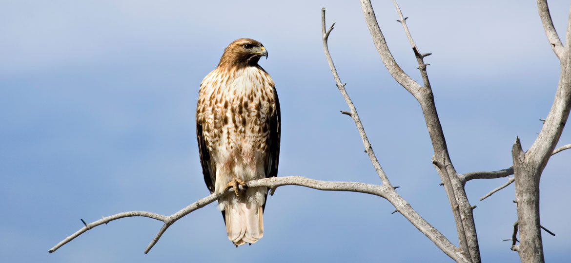 Red-Tailed Hawk | Vermont Fish & Wildlife Department